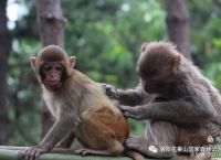 花果山电报猴原声无消音-花果山电报猴原声无消音百度云