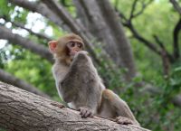 花果山电报猴原声视频-花果山电报猿没消音视频