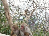 花果山电报猴原视频-花果山电报猴原视频无消音