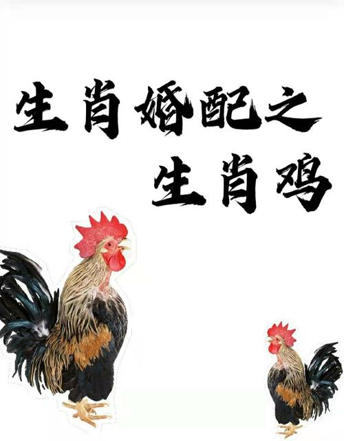 属鸡跟什么生肖最配对-属鸡跟什么生肖最配对最好
