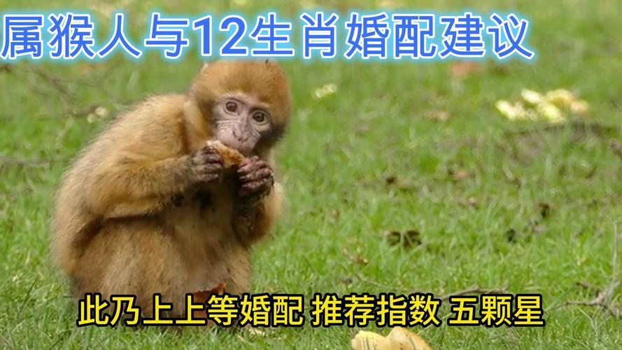 猴跟什么生肖配对最旺-猴跟什么生肖配对最旺夫