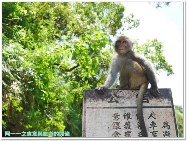 [花果山电报猴无消音视频]花果山电报猴无消音视频哪里有