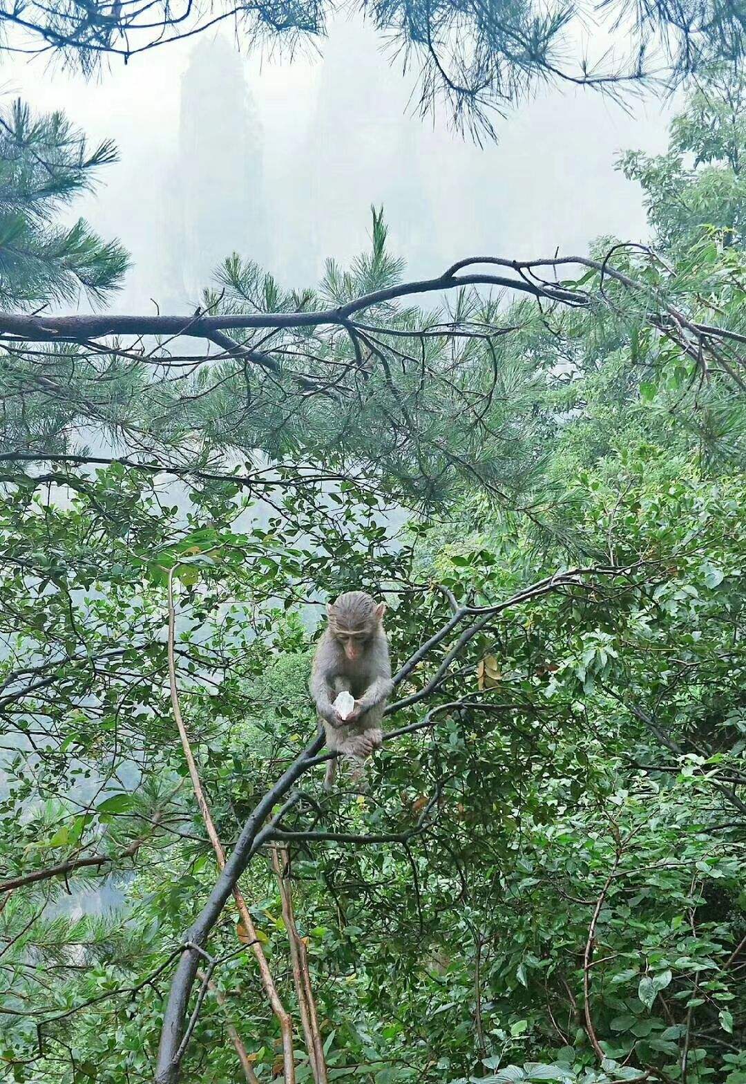 [花果山电报猴原声无消音]花果山电报猿无消音原视频