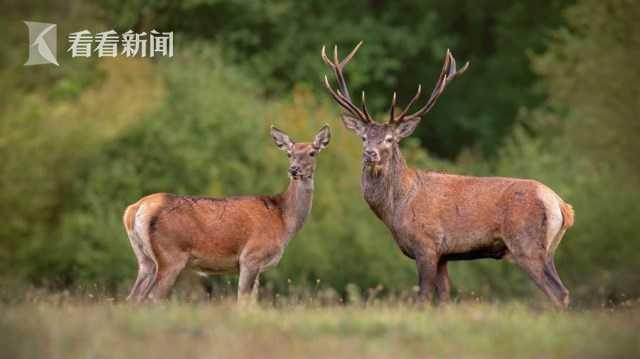 公鹿钱包空投-公鹿钱包app下载