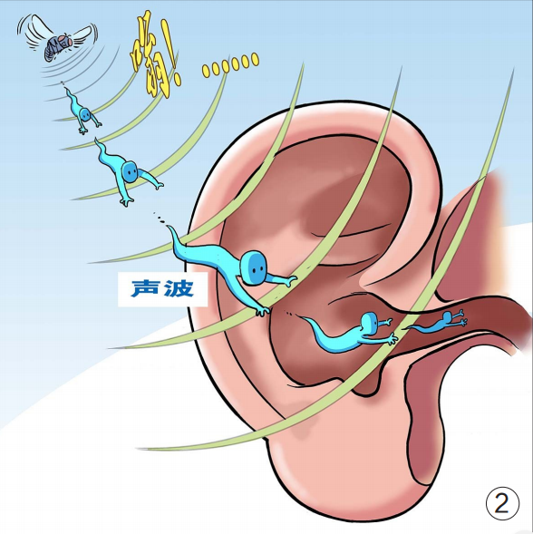 耳朵里有发电报的声音怎么回事-耳朵里有发电报的声音怎么回事儿