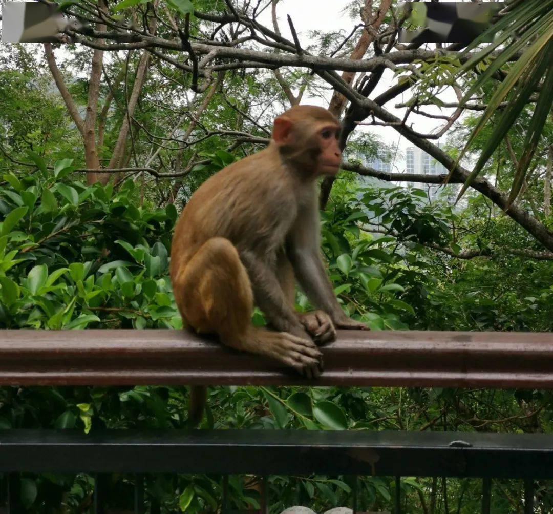 电报猴你看你长得那B样原声-电报猴你看你长得那b样原视频无消音