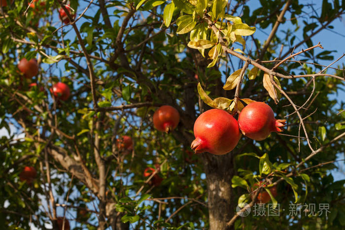 pome官方下载安装的简单介绍