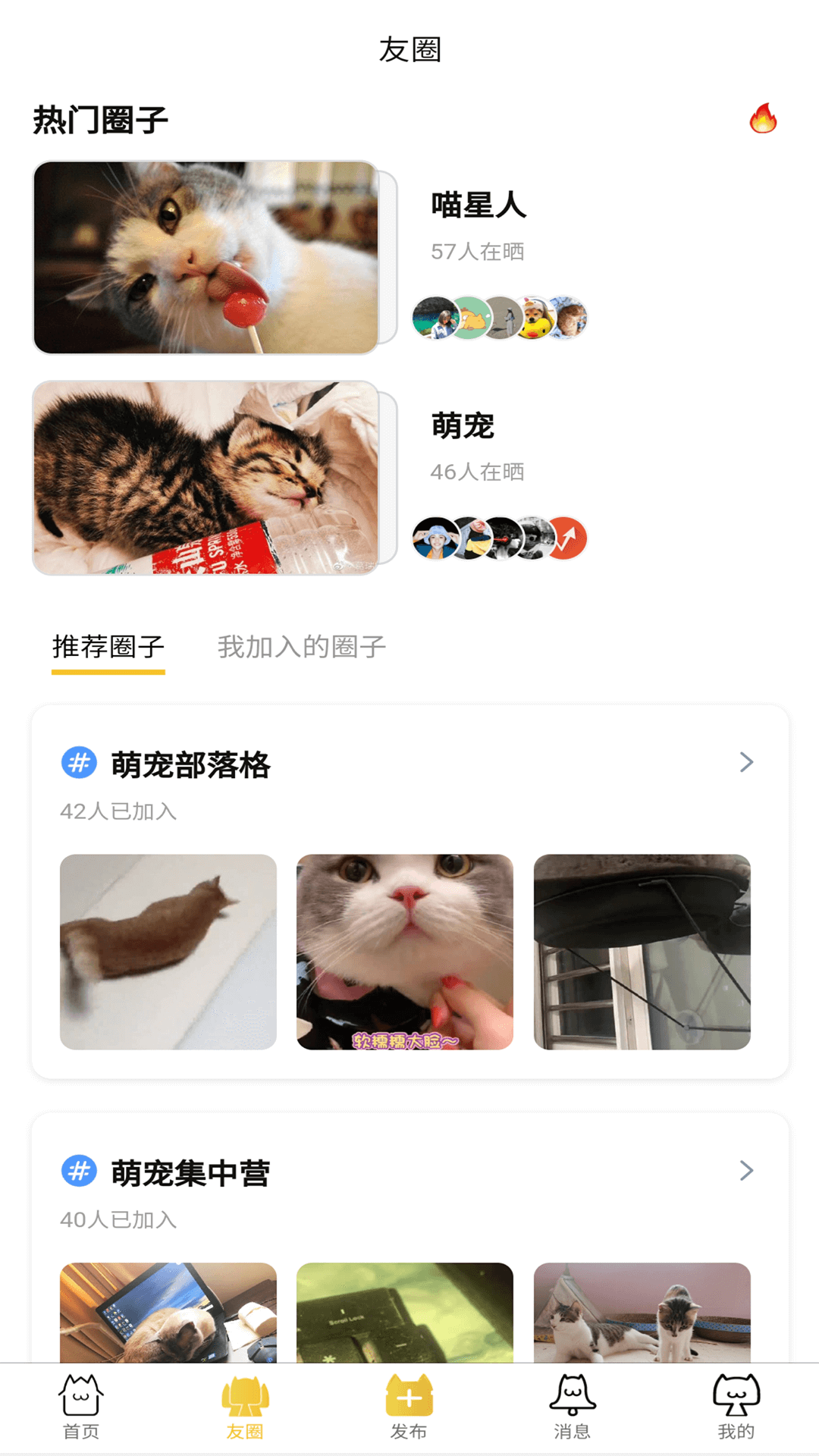 关于猫咪社区官网址一的信息