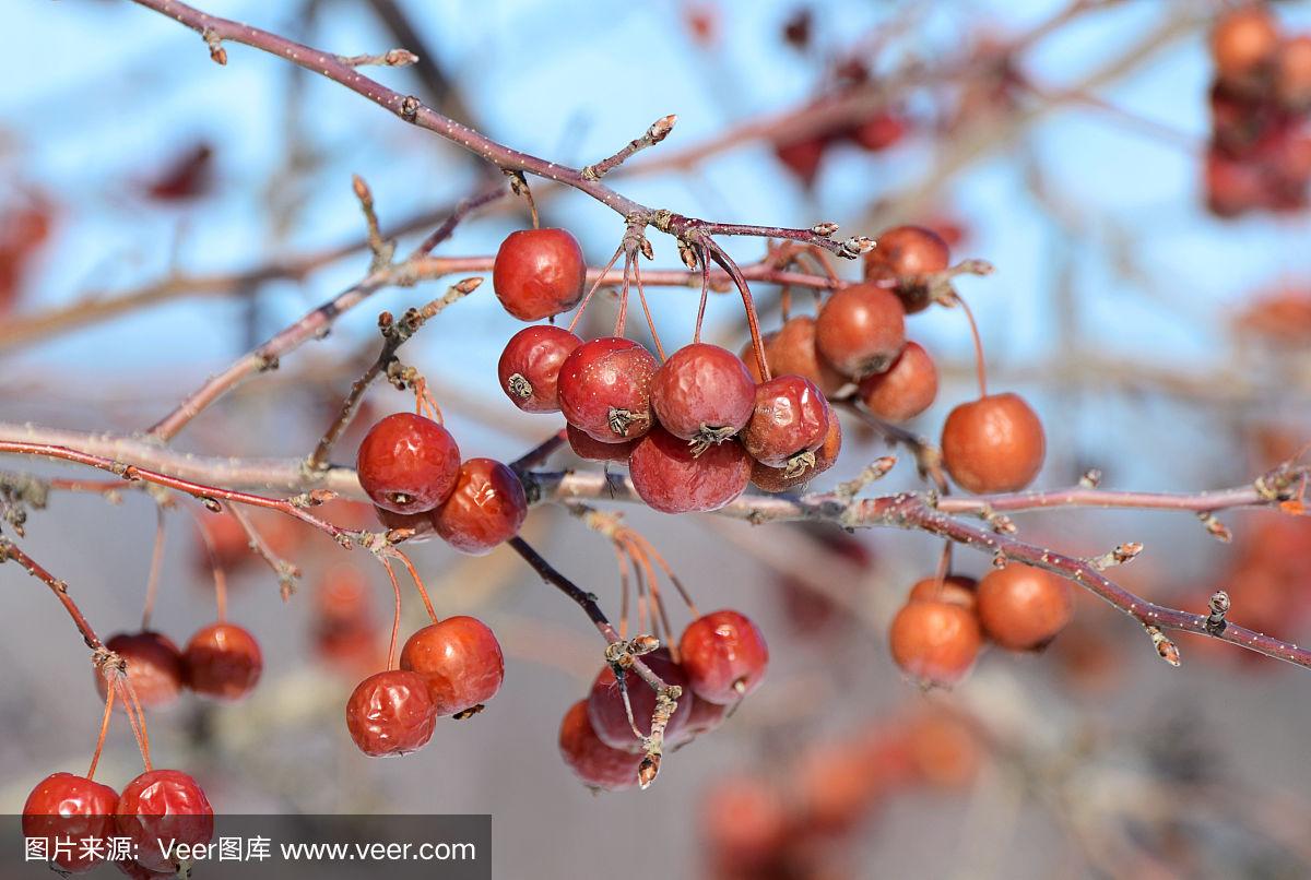 苹果不能下载螃蟹吗-苹果手机不能下载国内app